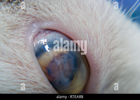 Adult cat with corneal ulcer Stock Photo - Alamy