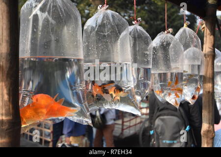 Kolkata, India. 09th December, 2018. Galiff Street Pet And Plant Market, that held on every Sunday morning in the Baghbazar area of Kolkata. A large variety of seasonal, flowering, garden, and other ornamental plants are available. Variety types ornamental fishes, birds, puppies, rats, rabbits etc. are also found. It is the largest market of such kind in West Bengal. Credit: Biswarup Ganguly/Alamy Live News Stock Photo