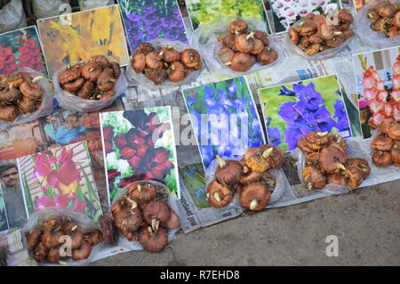 Kolkata, India. 09th December, 2018. Galiff Street Pet And Plant Market, that held on every Sunday morning in the Baghbazar area of Kolkata. A large variety of seasonal, flowering, garden, and other ornamental plants are available. Variety types ornamental fishes, birds, puppies, rats, rabbits etc. are also found. It is the largest market of such kind in West Bengal. Credit: Biswarup Ganguly/Alamy Live News Stock Photo