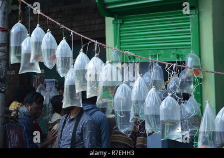 Kolkata, India. 09th December, 2018. Galiff Street Pet And Plant Market, that held on every Sunday morning in the Baghbazar area of Kolkata. A large variety of seasonal, flowering, garden, and other ornamental plants are available. Variety types ornamental fishes, birds, puppies, rats, rabbits etc. are also found. It is the largest market of such kind in West Bengal. Credit: Biswarup Ganguly/Alamy Live News Stock Photo