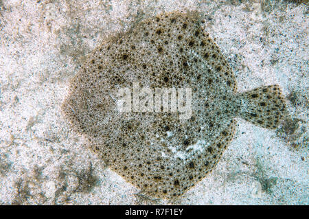 Black-Sea Turbot, Kalkan (Psetta maetica, Scophthalmus maeoticus ...