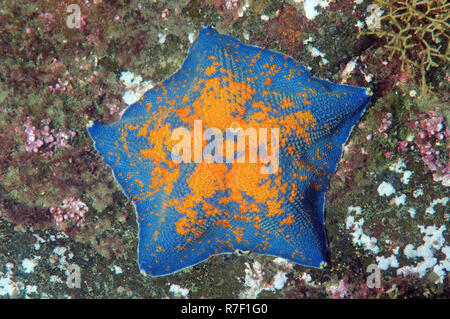 Blue Bat Star (Patiria pectinifera), Sea of Japan, Primorsky Krai, Russian Far East, Russian Federation Stock Photo