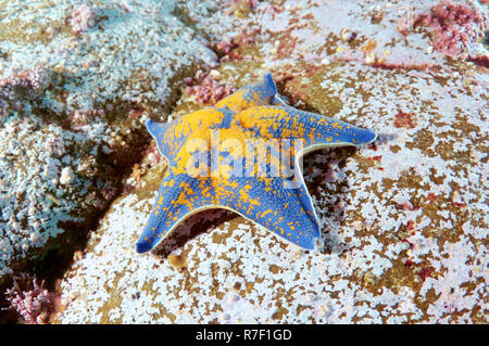 Blue Bat Star (Patiria pectinifera), Sea of Japan, Primorsky Krai, Russia Stock Photo