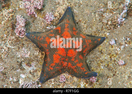 Blue Bat Star (Patiria pectinifera), Sea of Japan, Primorsky Krai, Russia Stock Photo