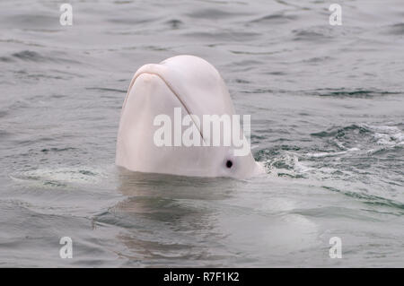 Beluga Whale or White Whale (Delphinapterus leucas), Sea of Japan, Primorsky Krai, Russia Stock Photo