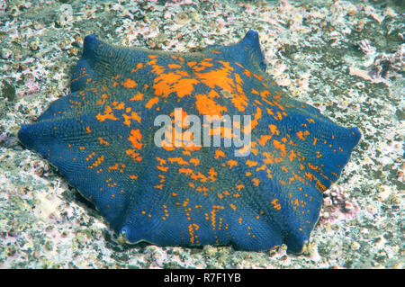 Blue Bat Star (Patiria pectinifera), genetic mutation, six arms instead of five, Sea of Japan, Primorsky Krai, Russia Stock Photo