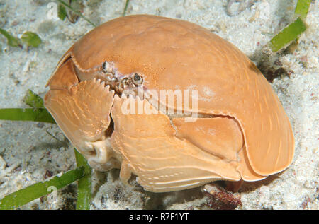 Smooth Box Crab (Calappa calappa), Mindanaosee, Oslob, Cebu, Philippines Stock Photo