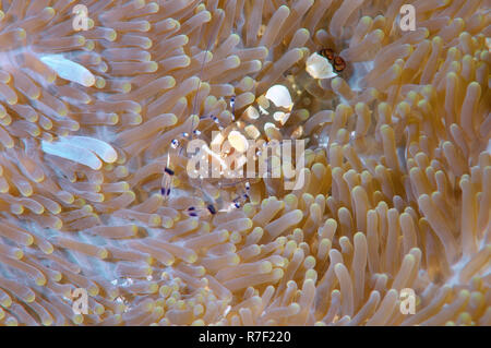 Glass Anemone Shrimp (Periclimenes brevicarpalis), Bohol Sea, Philippines Stock Photo