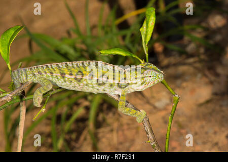 Carpet Chameleon (Furcifer lateralis), male, Madagsacar Stock Photo