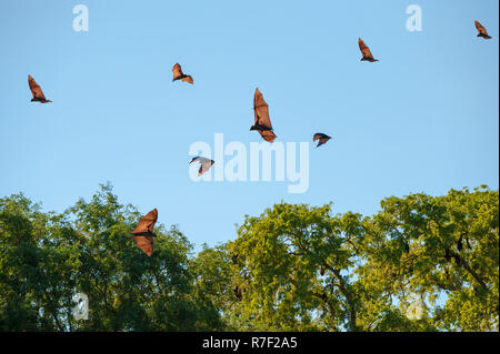 Madagascar Flying Foxes (Pteropus rufus) in flight, Toliara Province, Madagascar Stock Photo