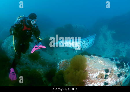 Diver watching a Spotted Seal (Phoca largha, Phoca vitulina largha), Sea of Japan, Verkhovsky islands, Russia Stock Photo