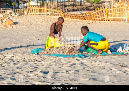 Malagasy fishermen collecting dried fish on the beach, Morondava, Toliara province, Madagascar Stock Photo