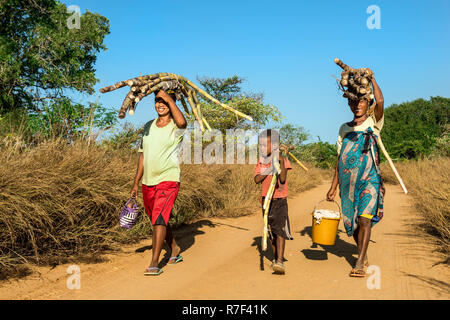 Two Malagasy women and a boy walking on the road and carrying sugar cane on their heads, Bekopaka, Majunga province, Madagascar Stock Photo