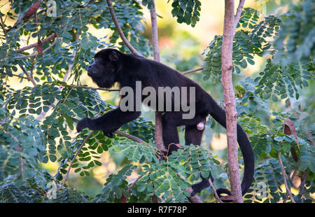Black Howler monkey, genus Alouatta monotypic in subfamily Alouattinae, one of the largest of New World monkeys, forages for food in his habitat rain Stock Photo