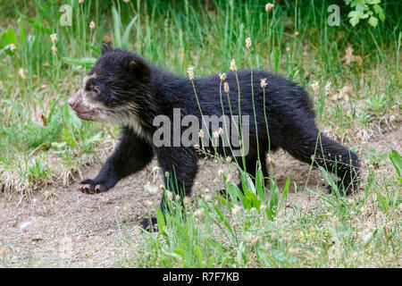 Spectacled bear, Andean bear (Tremarctos ornatus) young animal climbing, captive Stock Photo
