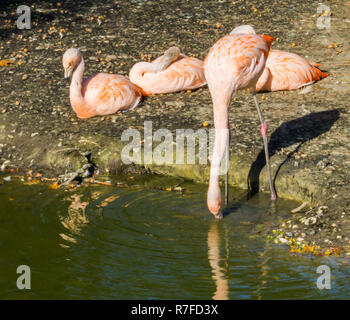 Thirsty pink Chilean flamingo drinking water out of the lake and three other flamingos sitting in the background Stock Photo