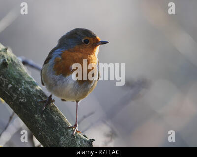 Robin redbreast perched on a branch in winter Stock Photo