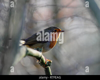Robin redbreast perched on a branch in winter Stock Photo