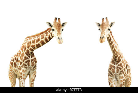 Two giraffes. Isolated on white background Stock Photo