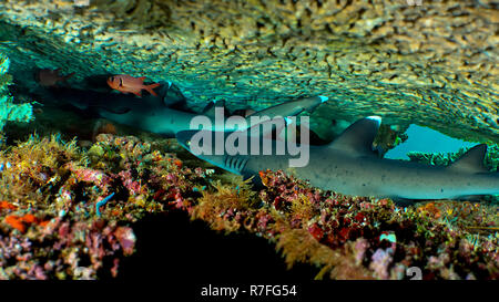 whitetipped reef shark in Sulawesi Stock Photo