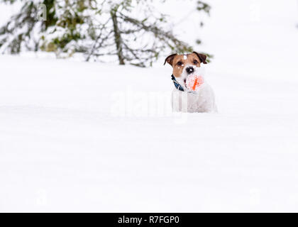 Dog playing in forest falls into deep snow Stock Photo