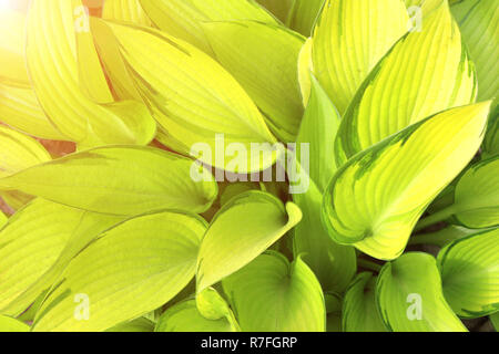 Fresh green leaves of a hosta on sunny background Stock Photo