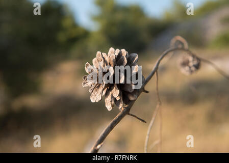 Small brown pine cone on a dry branch. Blurred background. Pine seed Stock Photo
