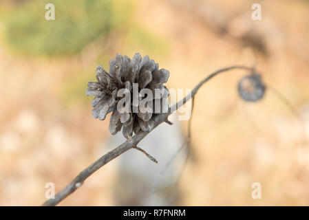 Small brown pine cone on a dry branch. Blurred background. Pine seed Stock Photo