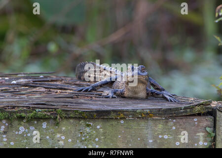 baby alligator sunning itself on platform at bird rookery swamp, naples, florida Stock Photo