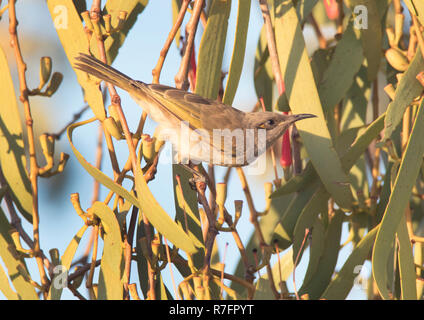 A Brown honeyeater, Lichmera indistincta, perched in a tree feeding on flower nectar from a mistletoe. Stock Photo