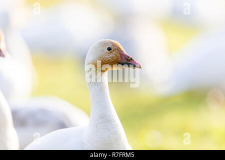 migrating Snow Geese at Vancouver BC Canada Stock Photo