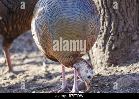 Wild Turkey (Meleagris Gallopavo), female / hen Stock Photo