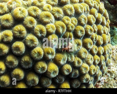 Blenny Hiding In Coral Reef - Barrier Reef, Cozumel, Mexico Stock Photo