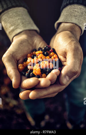 Close-up of anonymous person holding pile of mixed wild berries collected in woods. Stock Photo