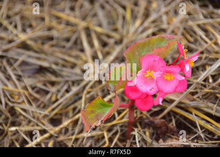 Colorful Pink Flowers on the Rice Straw Stock Photo