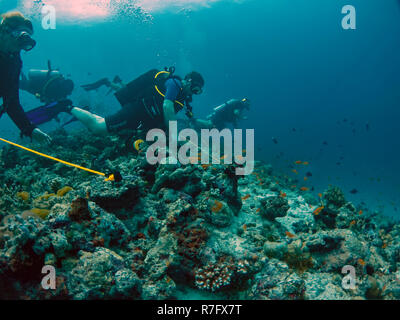 Divers attach themselves using reef hooks in currents in the Maldives Stock Photo