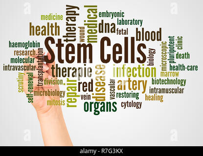 Stem cells word cloud and hand with marker concept on white background. Stock Photo