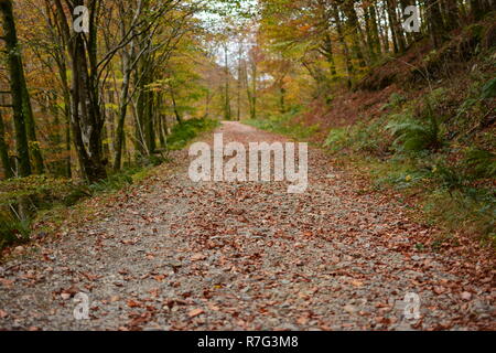 Welsh Mountain Track Covered in Autumn Leaves Stock Photo