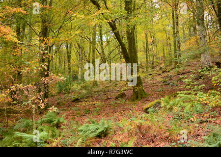 Autumn Woodland, Coed Y Brenin Stock Photo