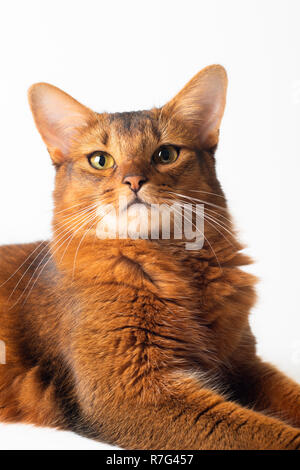 Somali cat ruddy color on white background Stock Photo