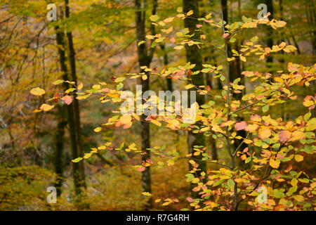 Autumn Colours in Coed y Brenin, Gwynedd Stock Photo