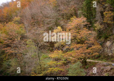 Autumn Colours in Coed Y Brenin, Snowdonia National Park Stock Photo