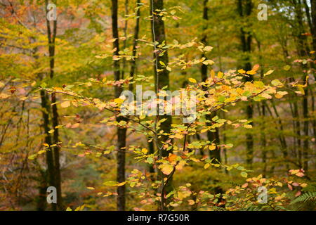 Autumn Colours in Coed y Brenin, Gwynedd Stock Photo