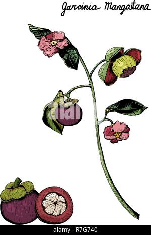 Vector botanical illustration of colorful branch of  purple mangosteen fruits, flowers, leaves. Garcinia Mangostana, isolated on white background, han Stock Vector