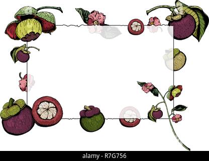 Vector illustration of transparent frame with purple mangosteen. Vintage retro illutration of Garcinia Mangostana, isolated on white background. Color Stock Vector