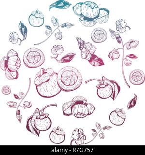 Mangosteen fruits, flowers, branch items composed in circle shape. Garcinia Mangostana hand drawn and gradient colored. Stock Vector