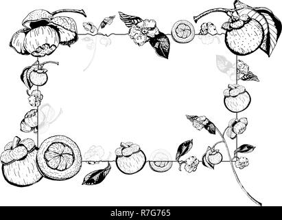 Vector illustration of transparent glass frame with purple mangosteen fruits, flowers, leaves.  Garcinia Mangostana, hand drawn in black and white. Stock Vector