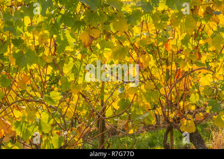 Vineyards and wine in the Moselle Valley, Grand Duchy of Luxembourg, Europe Stock Photo