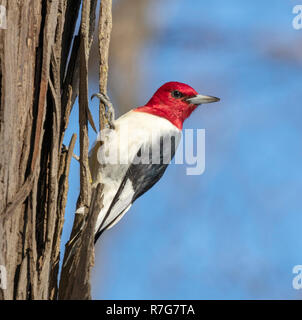 Red-headed woodpecker (Melanerpes erythrocephalus) adult looking around, Iowa, USA Stock Photo