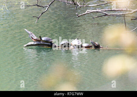group of turtles varying in sizes enjoying the sunshine on a log  floating in the pond Stock Photo